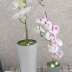 Vestacko cevece