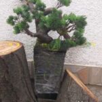 Vestacki bonsai