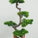 Bonsai u saksiji