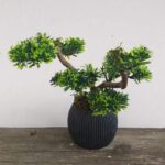 Bonsai u saksiji