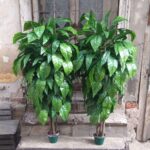 Vestacka stabla na terasi