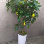 Vestacki limun na terasi