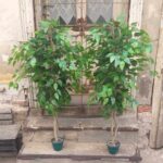 Vestacka stabla na terasi