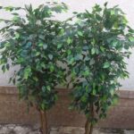 Vestacka stabla na terasi