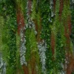 Vestacke zidne baste